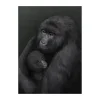 Affiche Bergsgorillan, 50x70 cm