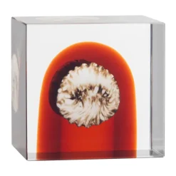 Cube annual Iittala, 2026