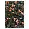 Poster Rose, 70x100 cm