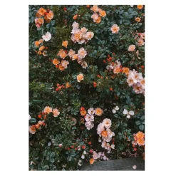 Poster Rose, 70x100 cm
