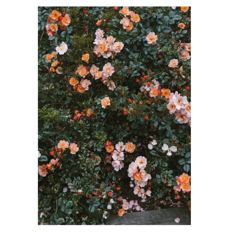 Poster Rose, 70x100 cm