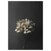 Still Life 04 Hydrangea poster, 50 x 70 cm